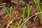 Shining clubmoss